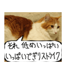 猫が代わりにお伝え その8（個別スタンプ：34）