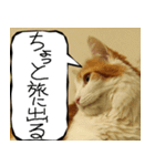 猫が代わりにお伝え その8（個別スタンプ：35）