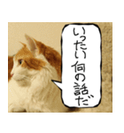 猫が代わりにお伝え その8（個別スタンプ：36）