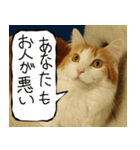 猫が代わりにお伝え その8（個別スタンプ：37）