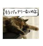 猫が代わりにお伝え その6（個別スタンプ：7）