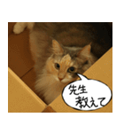 猫が代わりにお伝え その6（個別スタンプ：9）