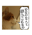 猫が代わりにお伝え その6（個別スタンプ：10）