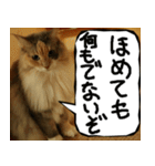 猫が代わりにお伝え その6（個別スタンプ：11）