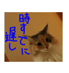 猫が代わりにお伝え その6（個別スタンプ：12）