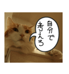 猫が代わりにお伝え その6（個別スタンプ：16）