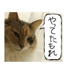 猫が代わりにお伝え その6（個別スタンプ：17）