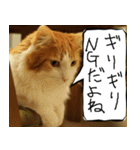 猫が代わりにお伝え その6（個別スタンプ：23）