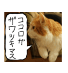 猫が代わりにお伝え その6（個別スタンプ：28）