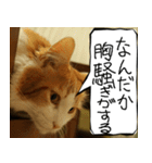 猫が代わりにお伝え その6（個別スタンプ：30）