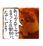 猫が代わりにお伝え その6（個別スタンプ：32）