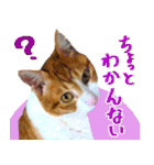 【うえからねこ2】（個別スタンプ：38）