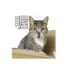 cartoon face cat（個別スタンプ：1）