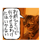 猫が代わりにお伝え その7（個別スタンプ：1）