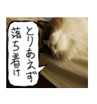 猫が代わりにお伝え その7（個別スタンプ：10）