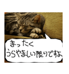 猫が代わりにお伝え その7（個別スタンプ：13）