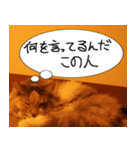 猫が代わりにお伝え その7（個別スタンプ：18）