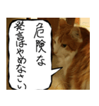 猫が代わりにお伝え その7（個別スタンプ：21）