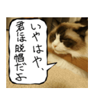 猫が代わりにお伝え その7（個別スタンプ：23）