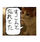 猫が代わりにお伝え その7（個別スタンプ：25）