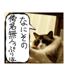 猫が代わりにお伝え その7（個別スタンプ：31）