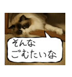 猫が代わりにお伝え その7（個別スタンプ：34）