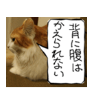 猫が代わりにお伝え その7（個別スタンプ：39）