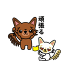 ロングコートチワワのウキキ＆キララ（個別スタンプ：8）