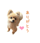 リアルDOG Wan de FULL ワンがいっぱい☆（個別スタンプ：15）