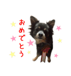 リアルDOG Wan de FULL ワンがいっぱい☆（個別スタンプ：23）