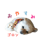 リアルDOG Wan de FULL ワンがいっぱい☆（個別スタンプ：40）