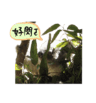 Koala's Daily talk (Chinese Version)（個別スタンプ：4）