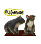 Koala's Daily talk (Chinese Version)（個別スタンプ：5）