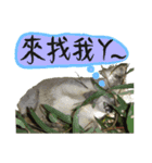 Koala's Daily talk (Chinese Version)（個別スタンプ：9）