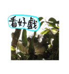 Koala's Daily talk (Chinese Version)（個別スタンプ：12）