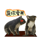 Koala's Daily talk (Chinese Version)（個別スタンプ：13）