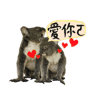 Koala's Daily talk (Chinese Version)（個別スタンプ：14）