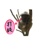 Koala's Daily talk (Chinese Version)（個別スタンプ：15）