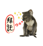 Koala's Daily talk (Chinese Version)（個別スタンプ：18）