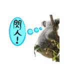 Koala's Daily talk (Chinese Version)（個別スタンプ：21）