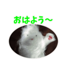 ねこのモコモコ（個別スタンプ：12）