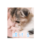 三毛猫ももちゃん2（個別スタンプ：8）