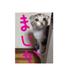 三毛猫ももちゃん2（個別スタンプ：16）