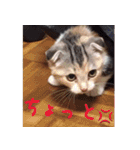 三毛猫ももちゃん2（個別スタンプ：19）