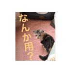 三毛猫ももちゃん2（個別スタンプ：21）