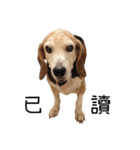 Birdy the Beagle（個別スタンプ：1）