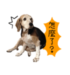 Birdy the Beagle（個別スタンプ：3）