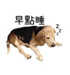 Birdy the Beagle（個別スタンプ：6）