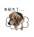 Birdy the Beagle（個別スタンプ：7）