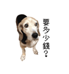 Birdy the Beagle（個別スタンプ：8）